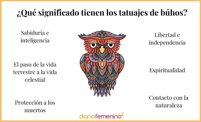 Qué significado y características tiene el búho en la naturaleza