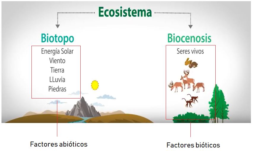 Qué Significado y Concepto Esencial Tiene el Término BÍOTICO