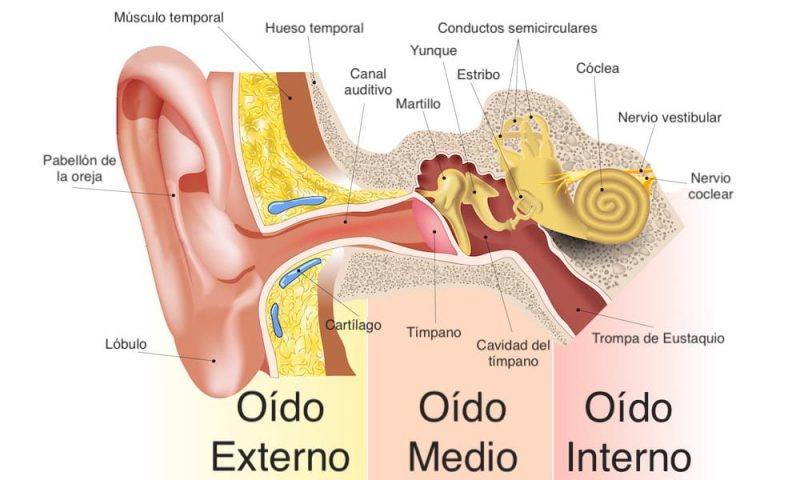 Qué Significado y Definición Debes Conocer sobre Oír