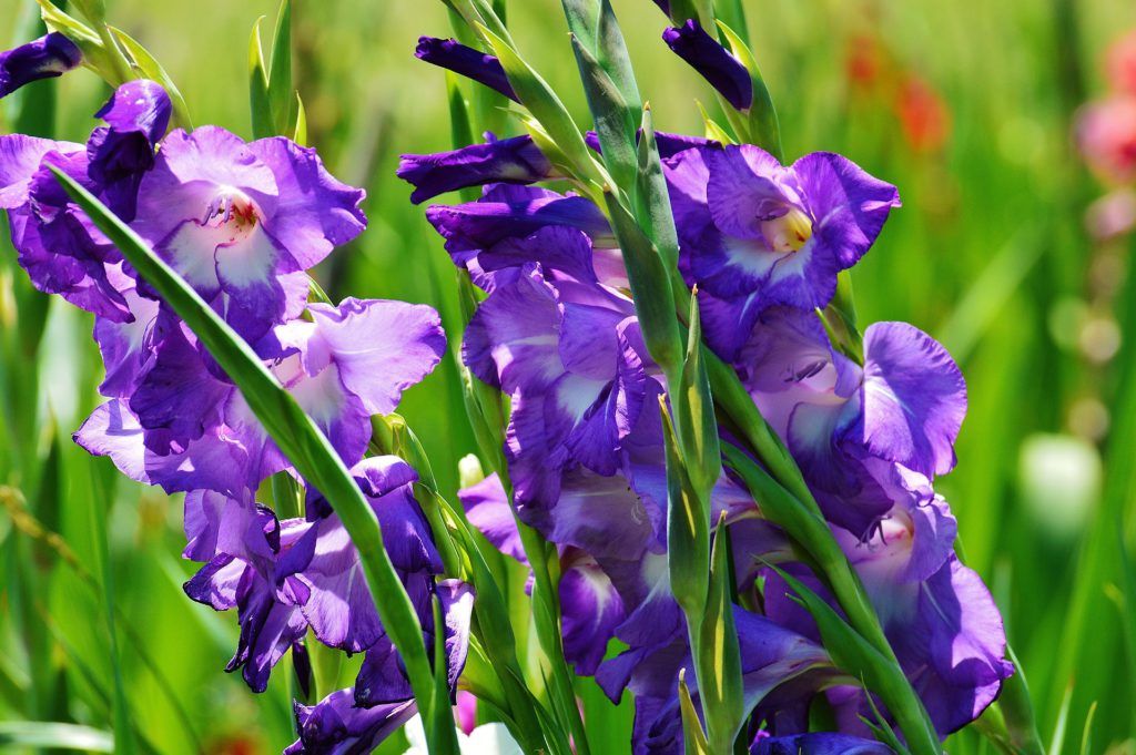 Qué significados y bellezas oculta el gladiolo en tu jardín