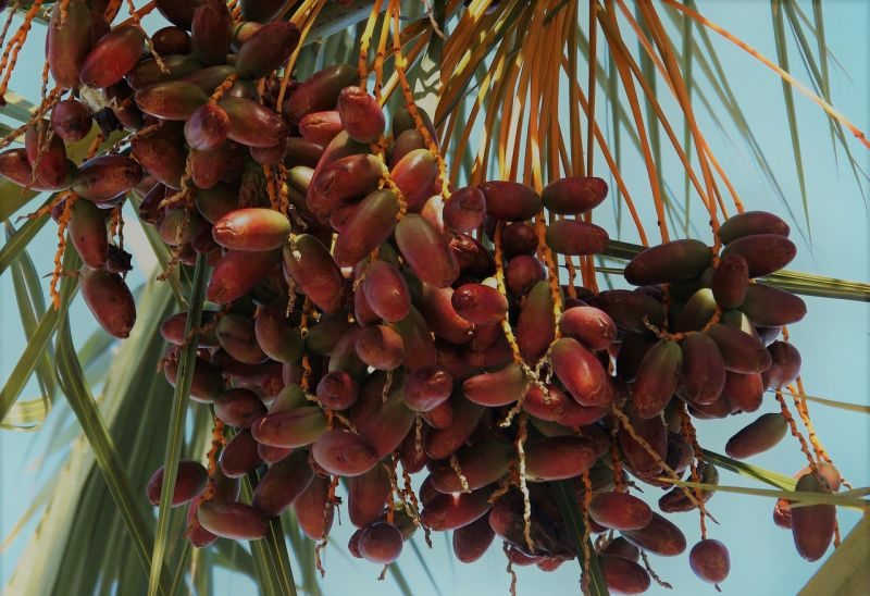 Qué significan las palmeras y cuáles son sus frutos más conocidos