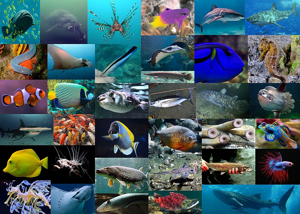 Qué significan los peces, qué tipos hay y su importancia