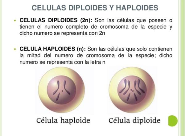 Qué significan los términos DIPLOIDE y HAPLOIDE de forma sencilla