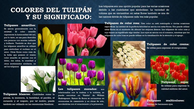 Qué significan los tulipanes y cuáles son sus características