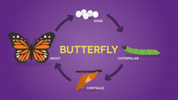 Qué son las adaptaciones reproductivas según la naturaleza