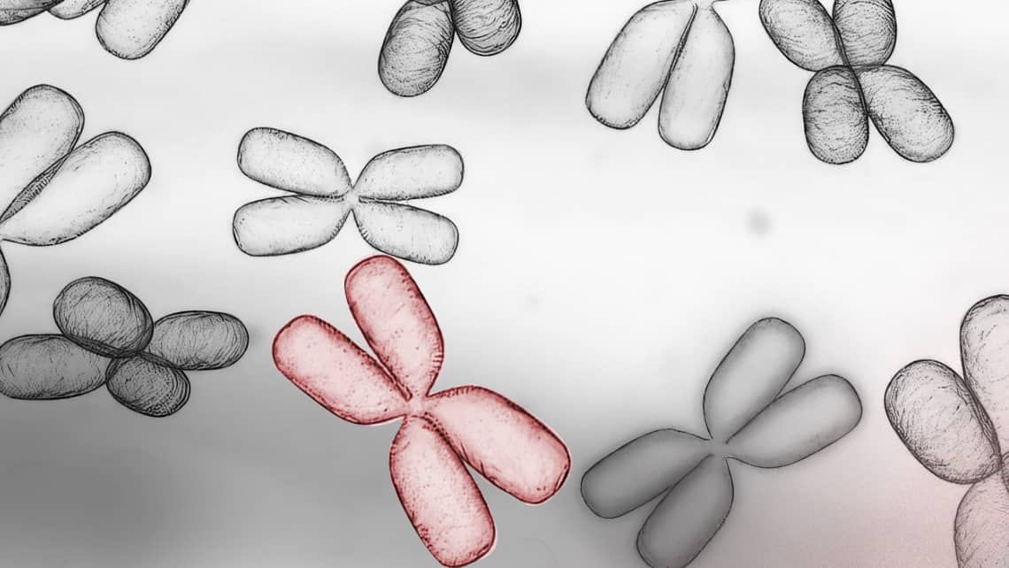Qué son las anomalías y cuál es su significado en biología