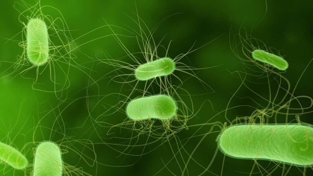 Qué son las bacterias aerobias y por qué son tan importantes