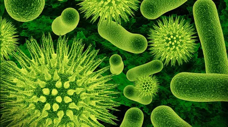 Qué Son las Cianobacterias y Cómo Afectan Nuestro Ecosistema