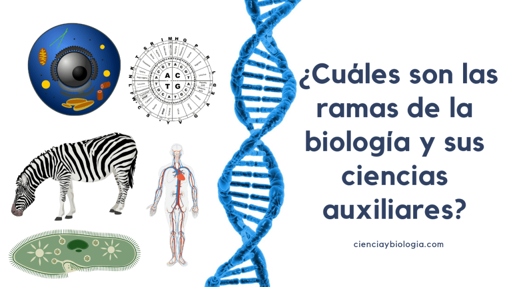 Qué son las Ciencias Biológicas y por qué son tan relevantes