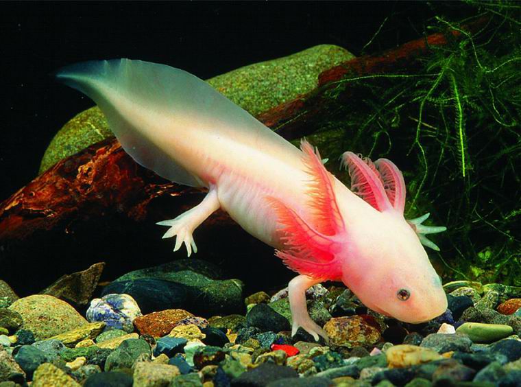 Qué son las especies endémicas y cuáles son algunos ejemplos