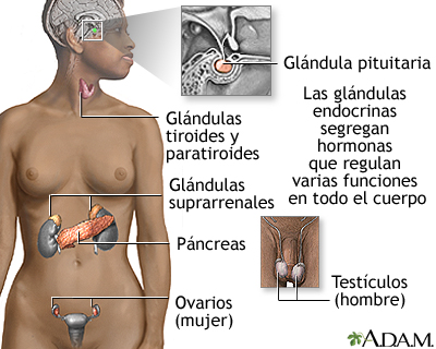 Qué son las hormonas y cuál es su significado y definición