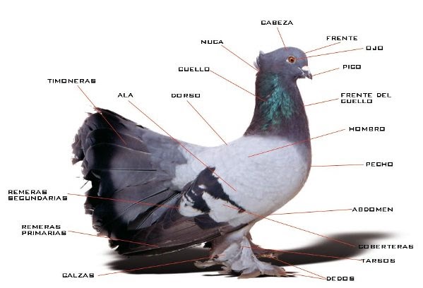 Qué son las palomas y cuáles son sus conceptos básicos