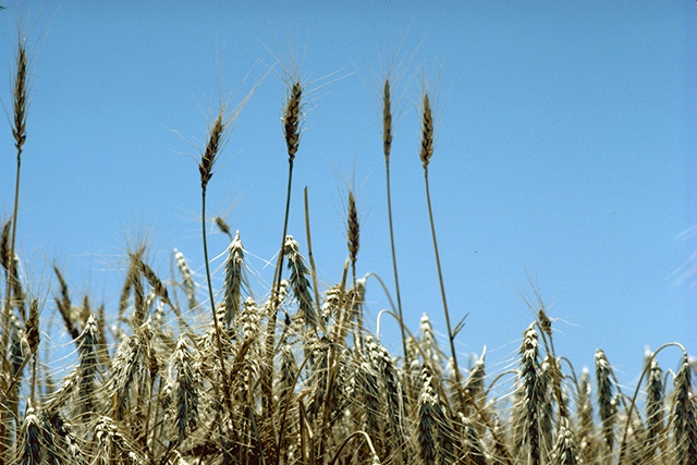 Qué son las plantas herbáceas y cuál es su definición exacta