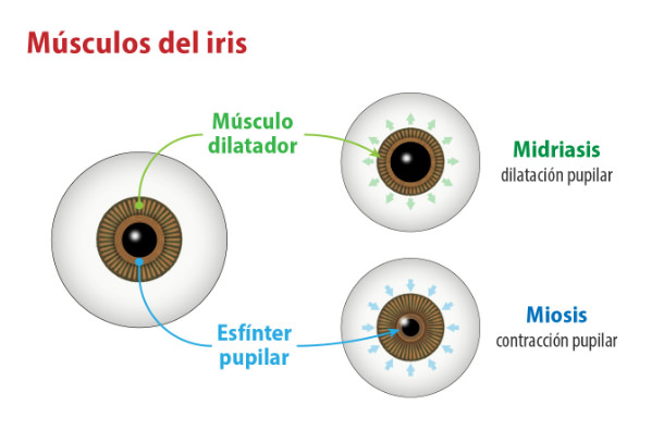 Qué son las pupilas y de qué forma influyen en tu visión