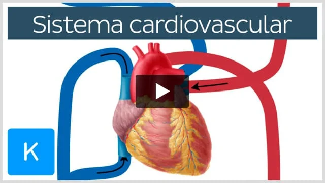 Qué son las venas, su definición, estructura y conceptos clave