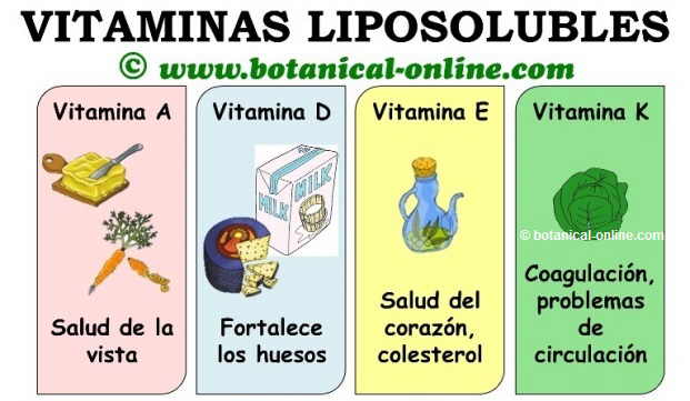 Qué son las vitaminas, cuáles son sus tipos y funciones principales