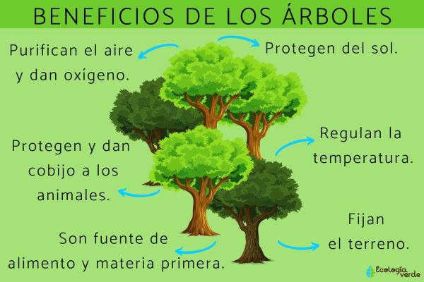 Qué son las zonas verdes y por qué son importantes para nosotros