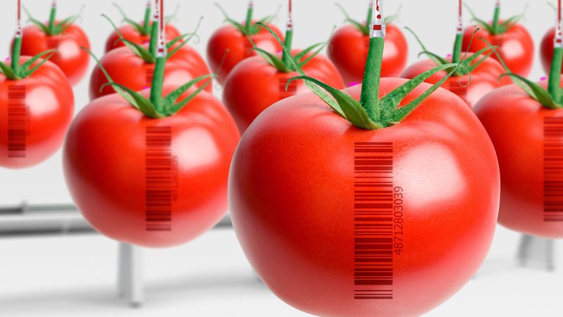 Qué son los alimentos transgénicos y cuáles son 20 ejemplos