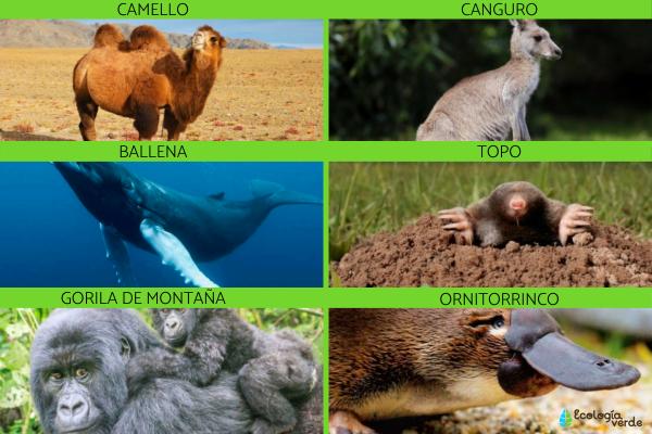 qué son los animales mamíferos y cuál es su definición específica