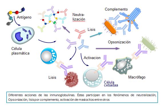 Qué son los anticuerpos y cuál es su concepto esencial