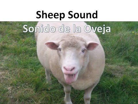 Qué son los balidos y cómo se escucha el sonido de las ovejas