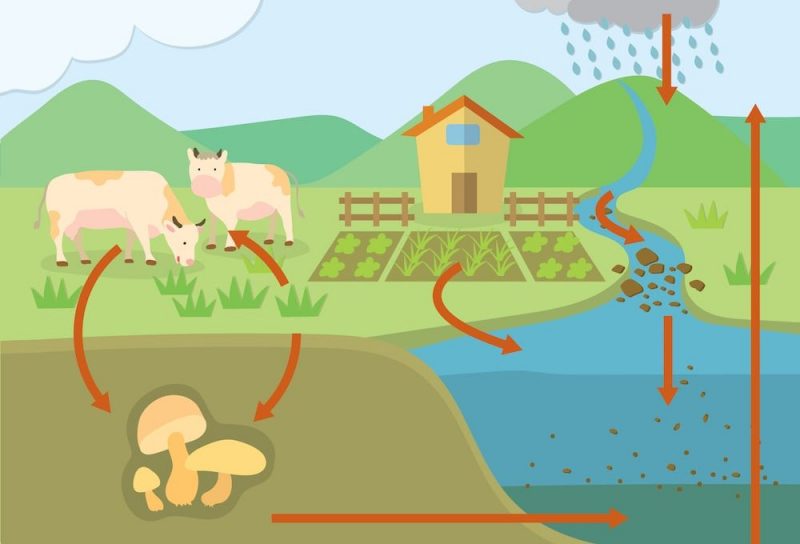 Qué son los ciclos y cuál es su importancia en biología y cultura