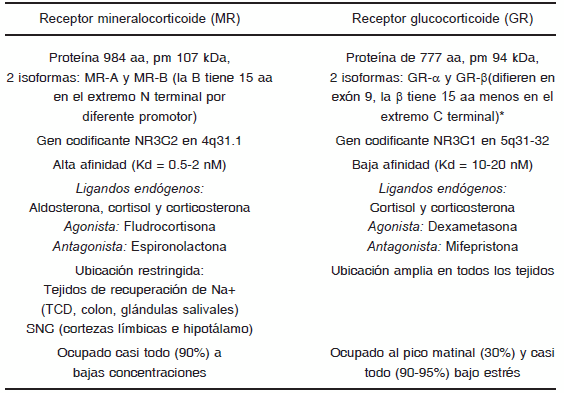 Qué son los corticoides y cuáles son sus conceptos clave