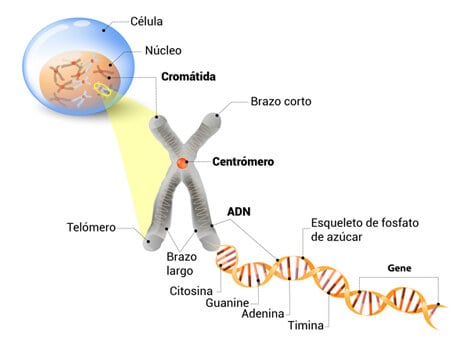 Qué son los cromosomas y cuáles son sus partes y tipos esenciales