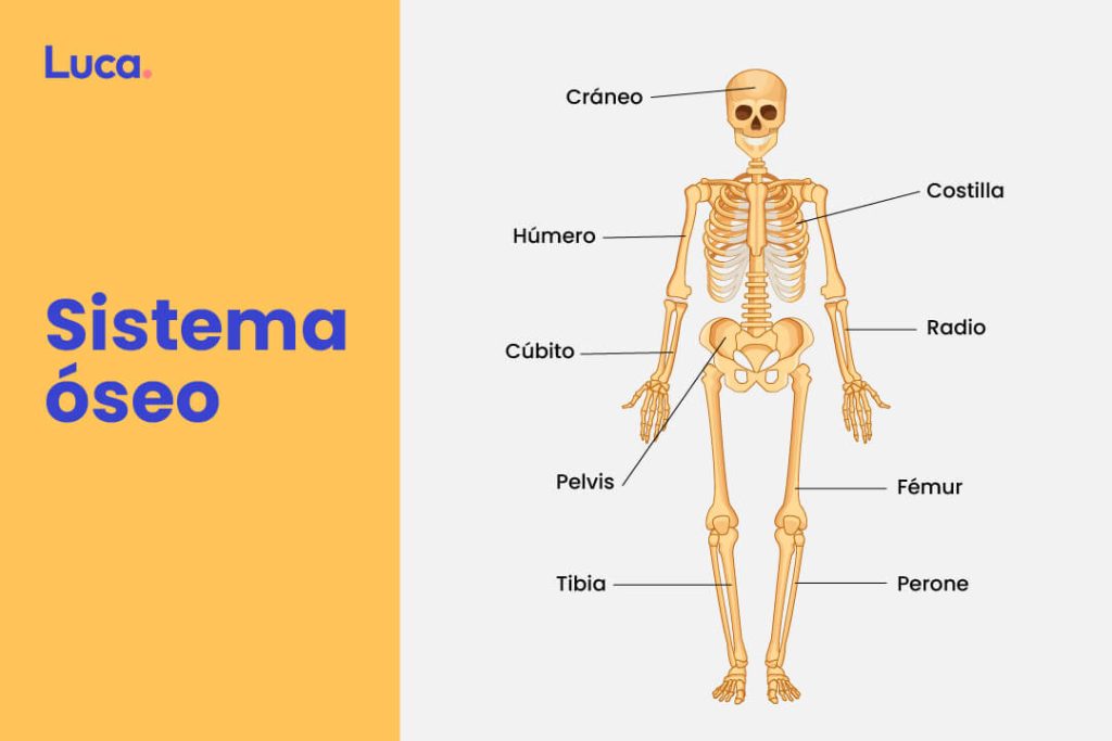 Qué son los dibujos del sistema locomotor y cómo funcionan