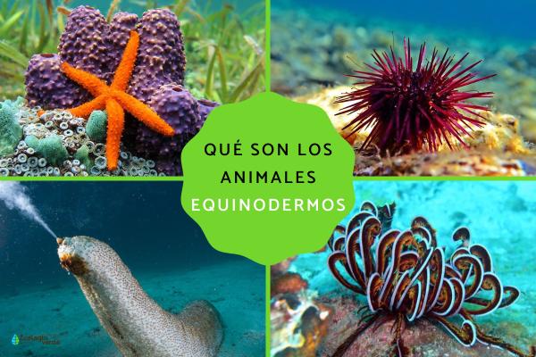 Qué son los equinodermos y cuáles son sus características clave