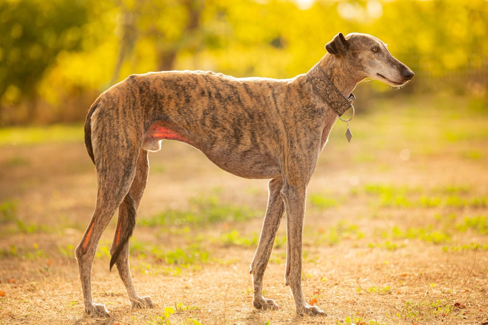 Qué son los galgos y cuáles son sus conceptos clave a conocer