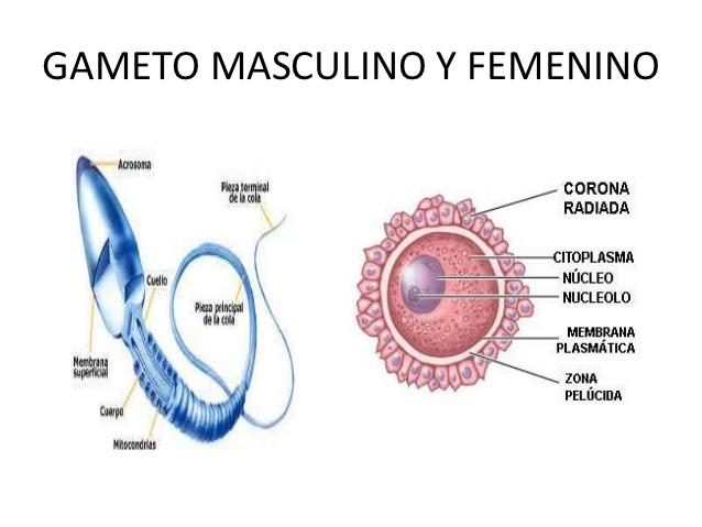 Qué son los gametos femeninos y su importancia en la reproducción