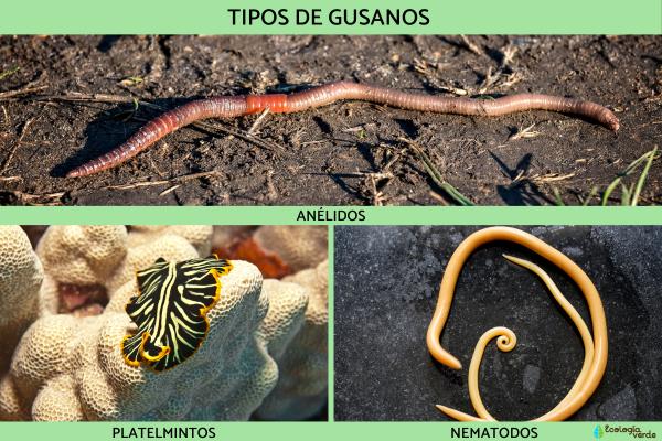 Qué Son los Gusanoss y Cuáles Son los Tipos que Existen