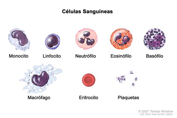 QUÉ SON LOS LINFOCITOS Y CUÁL ES SU IMPORTANCIA EN LA SALUD