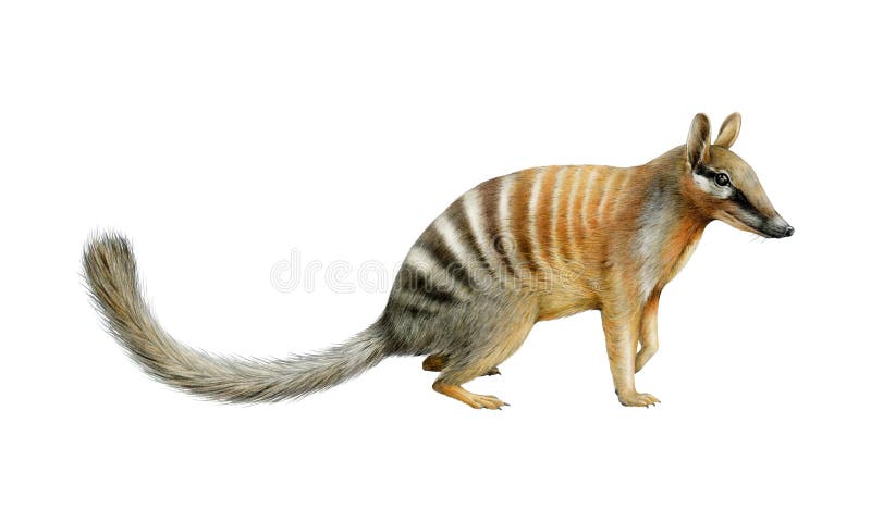 Qué Son los Marsupiales y Cuáles Son 40 Ejemplos Intrigantes