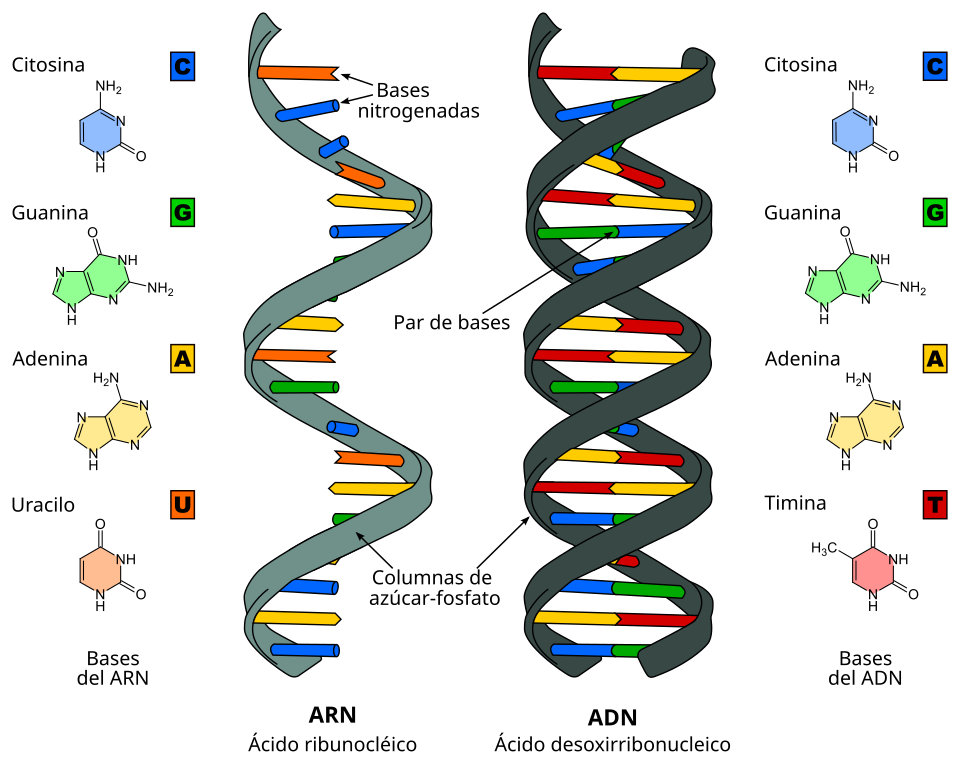 Qué son los nucleótidos y por qué son vitales para la vida