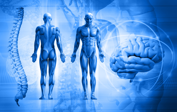Qué son los órganos y cuáles son 21 ejemplos fascinantes en el cuerpo