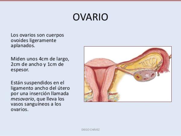 Qué son los ovarios y cuál es su definición y función esencial