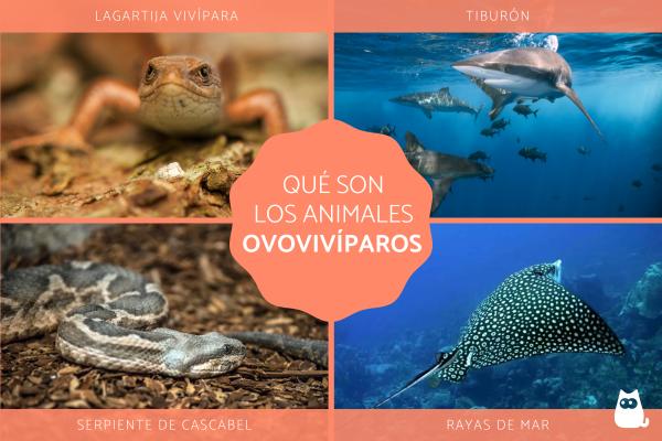 Qué son los ovovivíparos y cómo se desarrolla su interesante vida