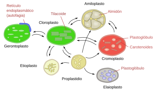 Qué son los plastidios y cuál es su importancia en las células