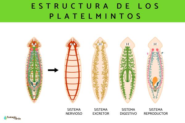 Qué son los platelmintos y cuáles son sus características clave