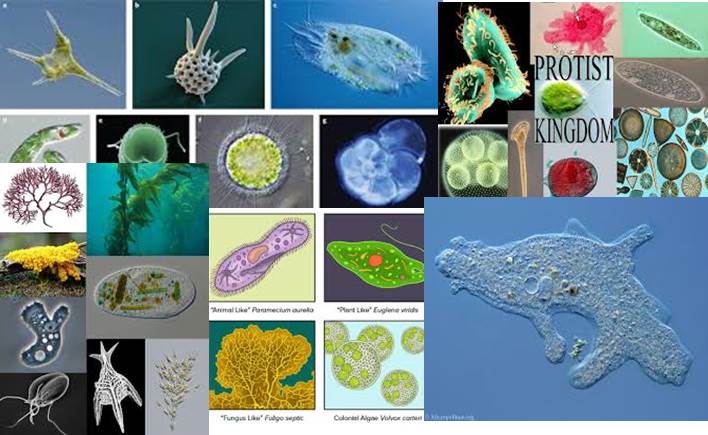 Qué Son los Protistas y cómo se relacionan con Bacterias y Hongos