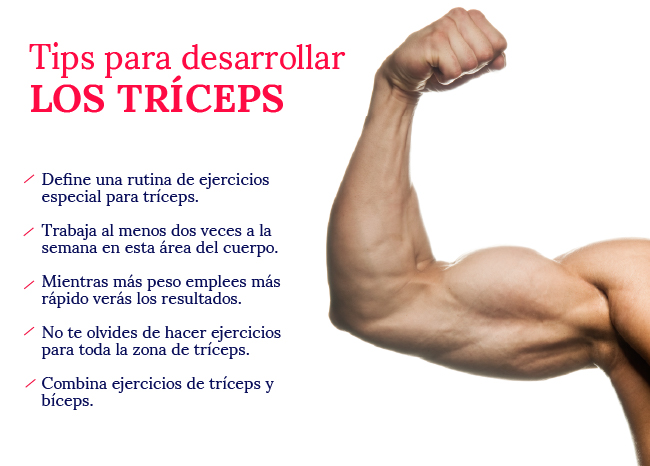 Qué son los tríceps, cuántos tipos hay y cómo se definen