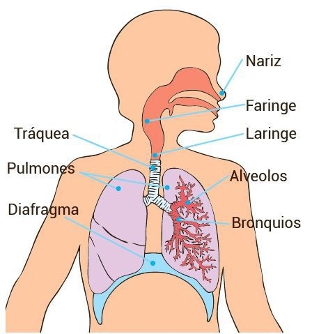 Qué sucede en nuestro cuerpo al respirar y por qué es crucial
