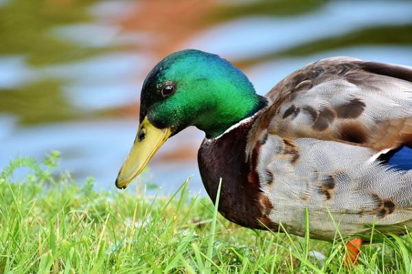 Qué tipo de alimentos consumen los patos salvajes en su hábitat