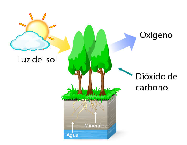 QUÉ TIPO DE NUTRICIÓN TIENEN LAS PLANTAS DESCÚBRELO