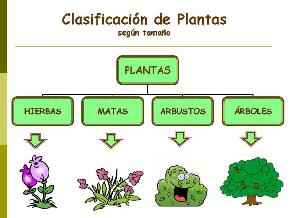 Qué tipos de plantas existen según el tamaño y tipo de tallo