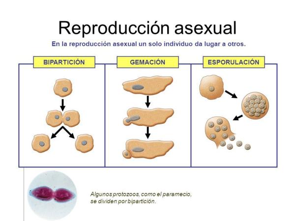 Qué tipos de reproducción existen y qué es la asexualidad