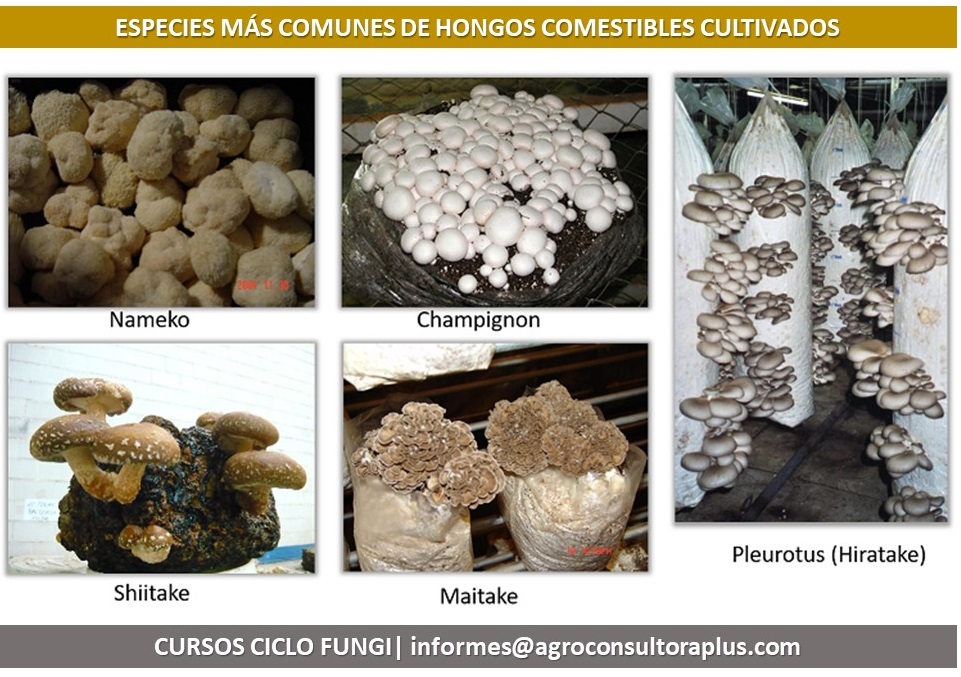 Qué tipos y nombres de hongos puedes descubrir en el cultivo