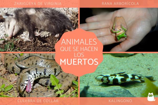 Quieres conocer 20 ejemplos increíbles de depredador y presa